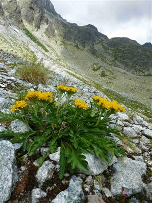 Senecio incanus subsp. carniolicus
