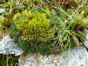 Saxifraga retusa 