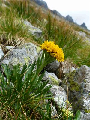 Senecio incanus ssp. carniolicus