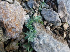 Linaria alpina