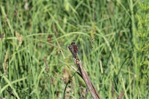 samec L. pectoralis