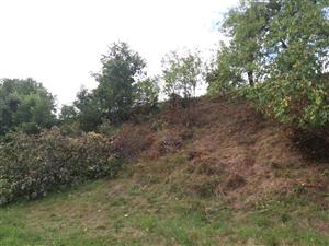 ovocný sad s vyrúbaným agátom