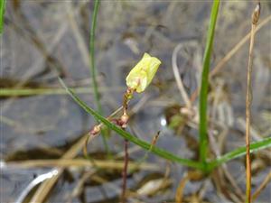 Utricularia minor kvet