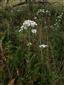 Achillea ptarmica