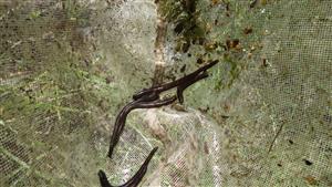 TMP (H. medicinalis)