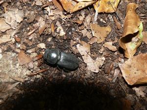 Dorcus parallelopipedus