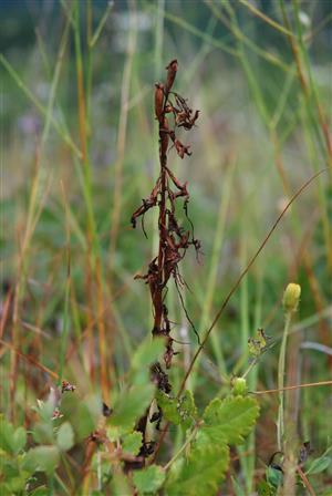 rastlina