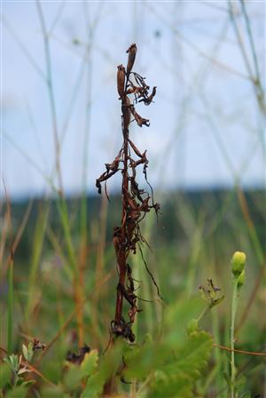 rastlina