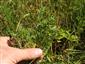 28. júla 2018 - pohľad na stav živnej rastliny Colias myrmidone na TML_ColiMyrm_009