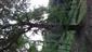 pohľad na časť TML Leliansky les, s F.sylvatica, 23.7.2018.