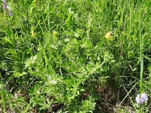 27. mája 2018 stav živnej rastliny Colias myrmidone  na TML_ColiMyrm_010 