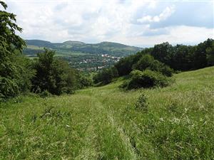 pohľad na TML_ColiMyrm_010 3. júla 2018