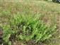 stav živnej rastliny Colias myrmidone na  TML_ColiMyrm_010 25. júla 2018