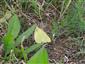 ♀ Colias myrmidone  na  TML_ColiMyrm_010 25. júla 2018