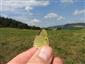 ♀ Colias myrmidone na  TML_ColiMyrm_010 25. júla 2018