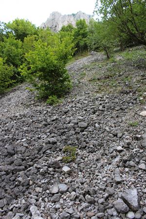 Záber na monitorovaný biotop.