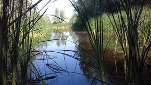 Pohľad na časť TML Dropie, jazierko - mokraďný meander. Foto: 31.7.2018.