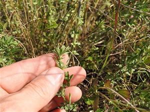 TML_ColiMyrm_011 dňa 28.júla 2018 - detailný pohľad na stav živnej rastliny Colias myrmidone 