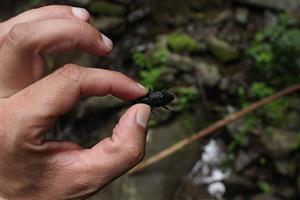 Imágo Carabus variolosus