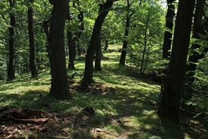 Fotografia zachytáva biotopy fuzáča veľkého na TML.