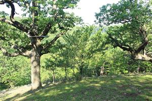 Fotografia zachytáva biotopy pižmovca na TML. 