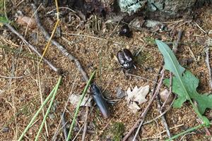 Odumreté telo pižmovca hnedého a fuzáča veľkého