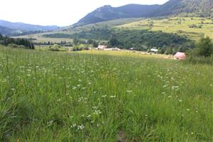 Pohľad na lokalitu dominantný biotop na TML Lk3