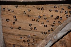 kolónia Rhinolophus hipposideros