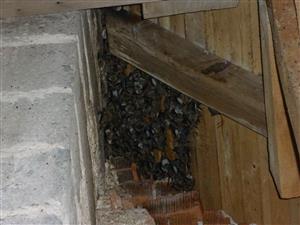 kolónia Myotis myotis