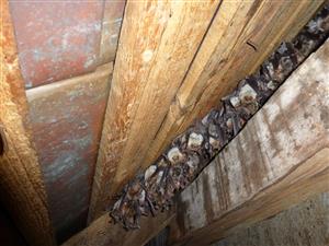 kolónia Myoris myotis v podkroví