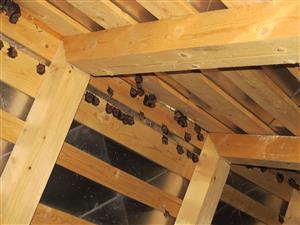 časť kolónie Rhinolophus hipposideros