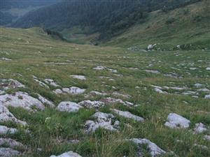 pohlad do spolocenstva oznacovaneho menom Astragalo-Seslerietum tatrae na v. svahoch Stohu