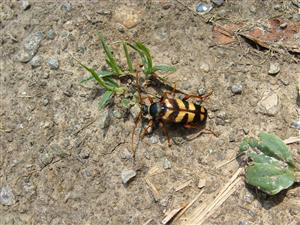 Leptura quadrifasaciata