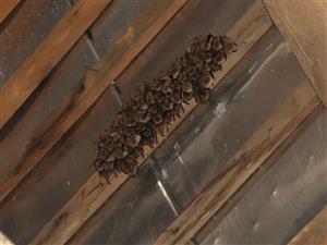 kolónia Myotis emarginatus