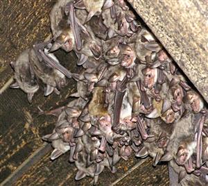 časť kolónie Myotis myotis v Podhorodi