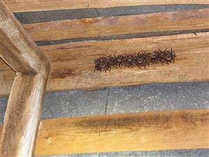 kolónia M.emarginatus