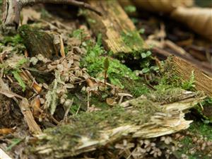 druh buxbaumia viridis
