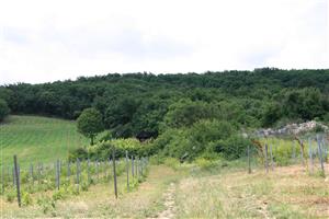 Pôvodná lokalita výskytu P. mnemosyne pri Viničkách premenená na vinohrad