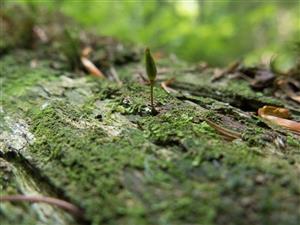 buxbaumia viridis TMP3