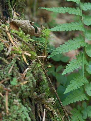 Buxbaumia viridis