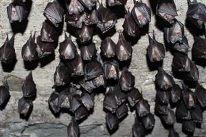 časť zimujúcej agregácie Rhinolophus hipposideros