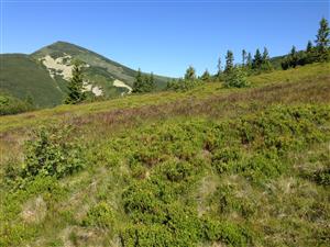 Celkovy pohlad na hornu cast vyznaceneho biotopu