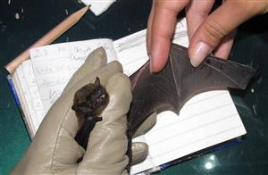 Nyctaus leisleri