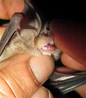 Rhinolophus euryale