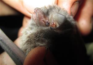 Miniopterus schreibersii