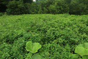 Porast Filipendula ulmaria na hranici s deväťsilovými porastmi biotopu Br6 tvorí súvislejšie porasty iba na malých plochách