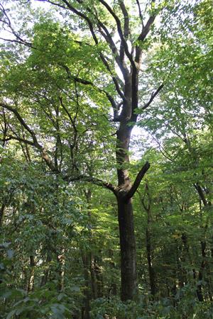 Habitat exterieru lesa