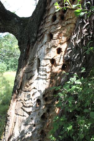 strom s typickými ,,požerkami" druhu v TMP1