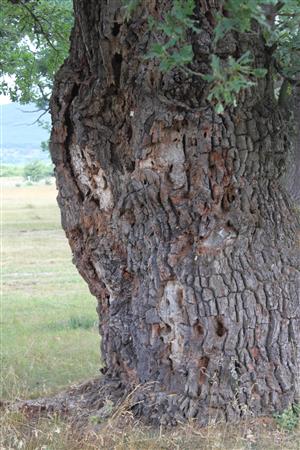 ,,aktívny" obsadený strom v TMP2