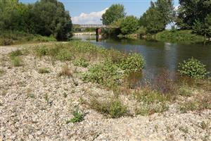 Porast biotopu v severnej časti na štrkových laviciach.